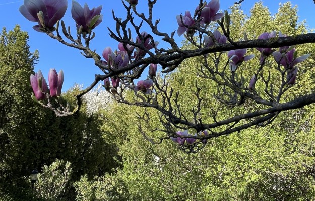 Budapest III. kerület Eladó Ház