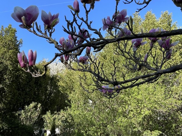 Budapest III. kerület ingatlanok