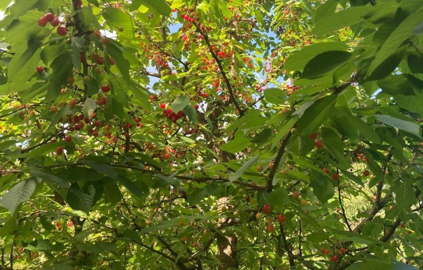 Pilisszántó Eladó Telek