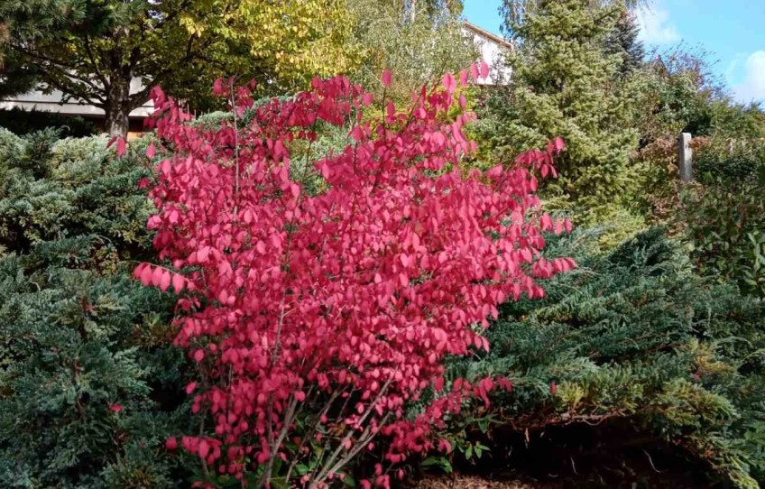 Pilisszántó Eladó Ház