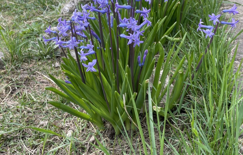 Pilisvörösvár Eladó Ház